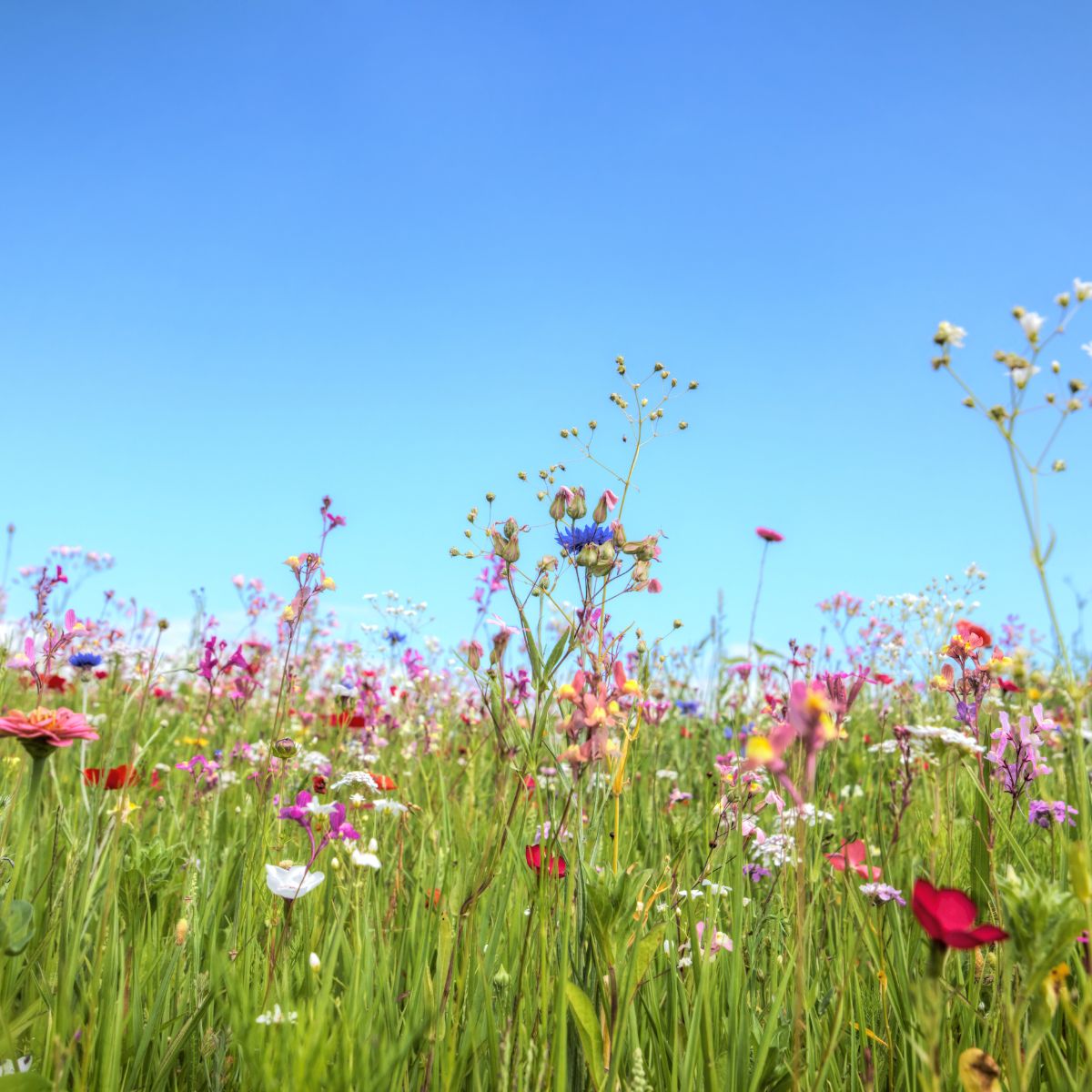 How To Deal With Chaos In The Garden