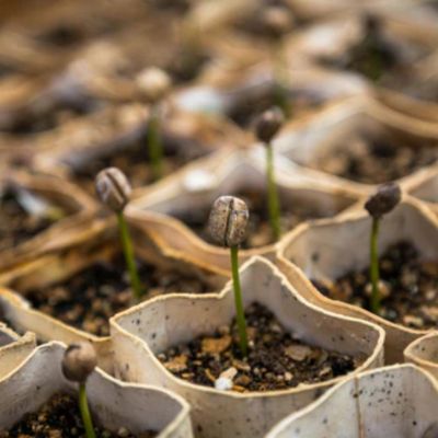 How to Use a Seed Sprouter