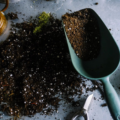 Why Grow From Seed?