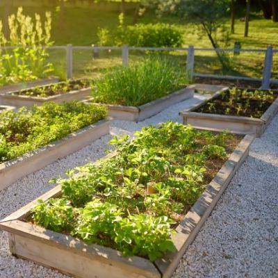 Growing Vegetables In The Shade