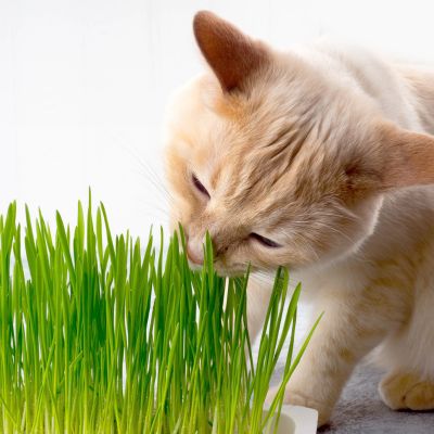 The Ultimate Pet-Friendly Garden