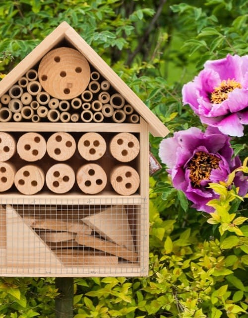 Bee and Butterfly Houses