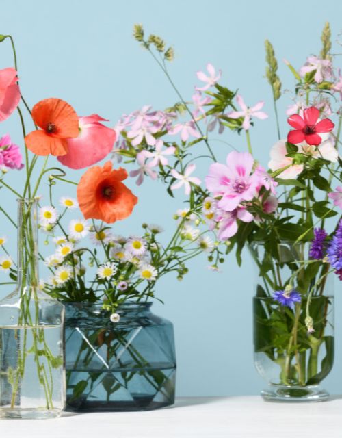 Cut Flower Garden Seeds