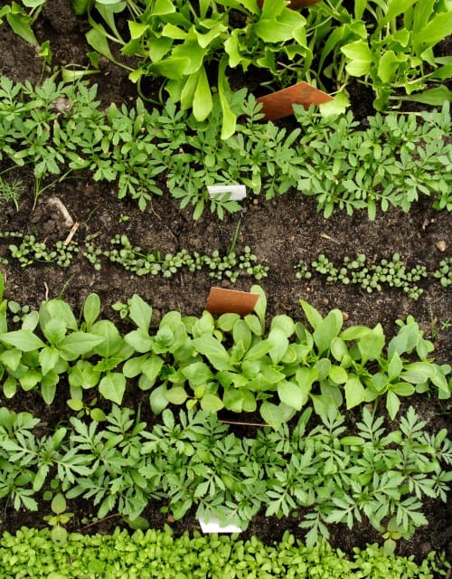 Companion Planting Seeds