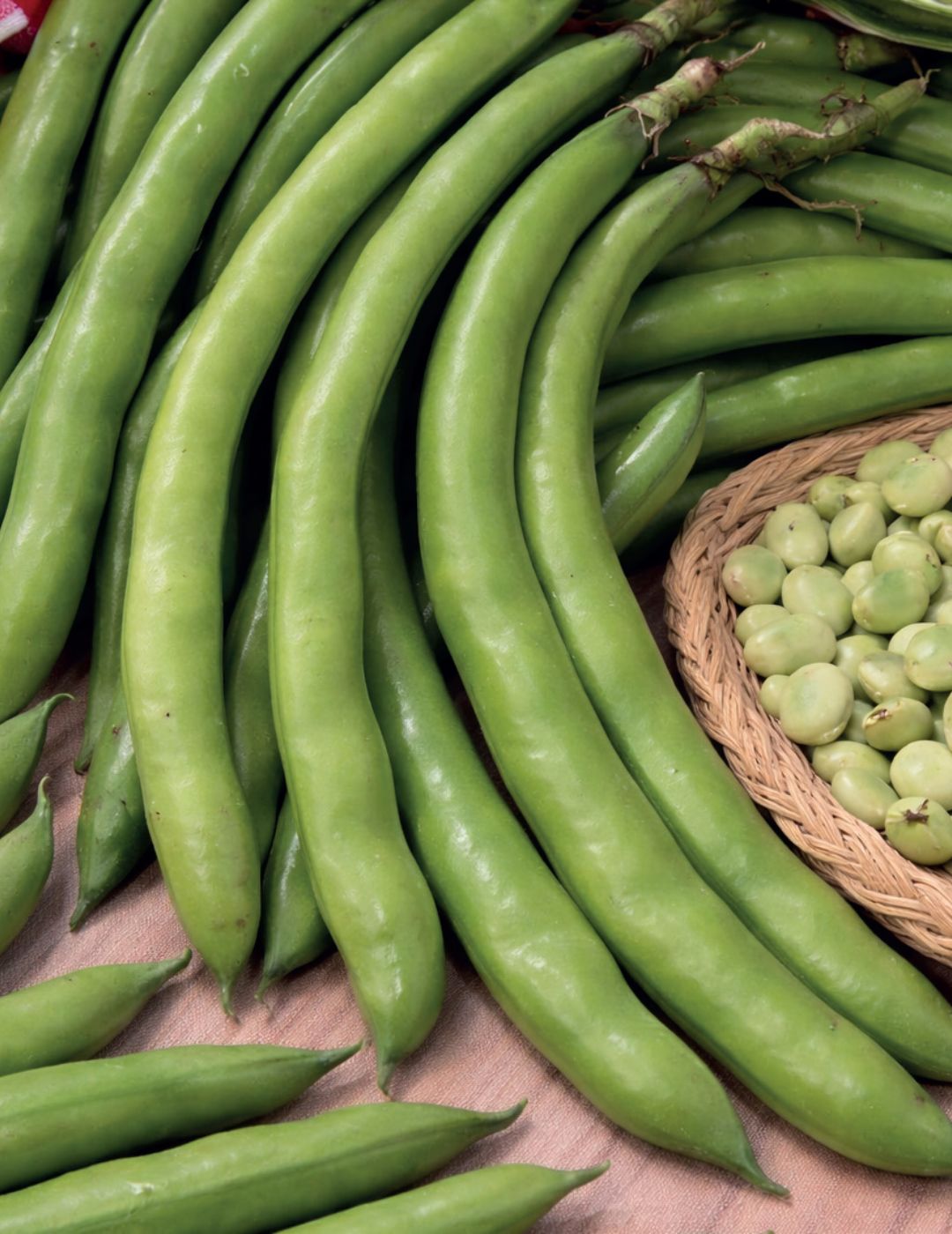 Broad Bean Long Cascine