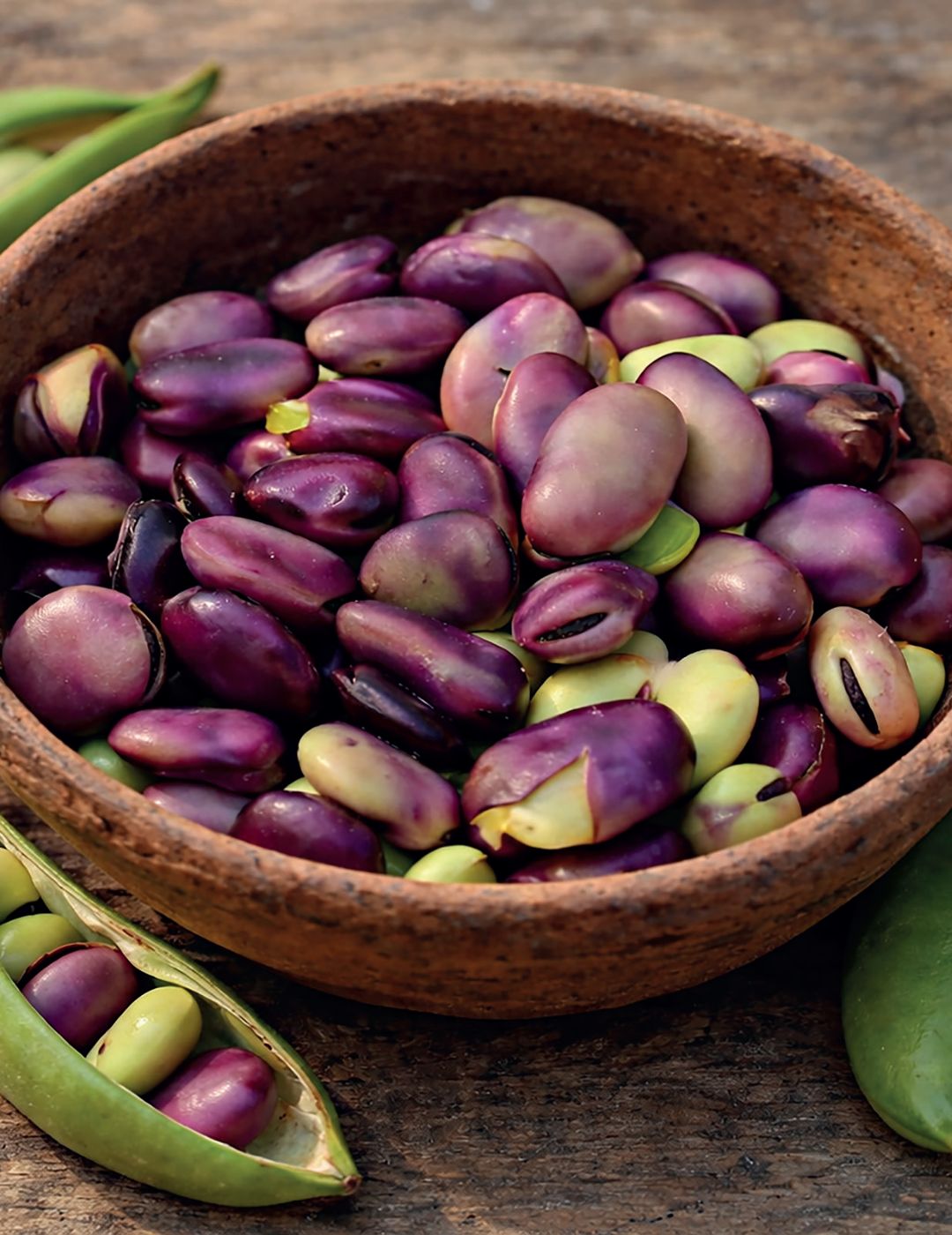 Broad Bean Early Violet