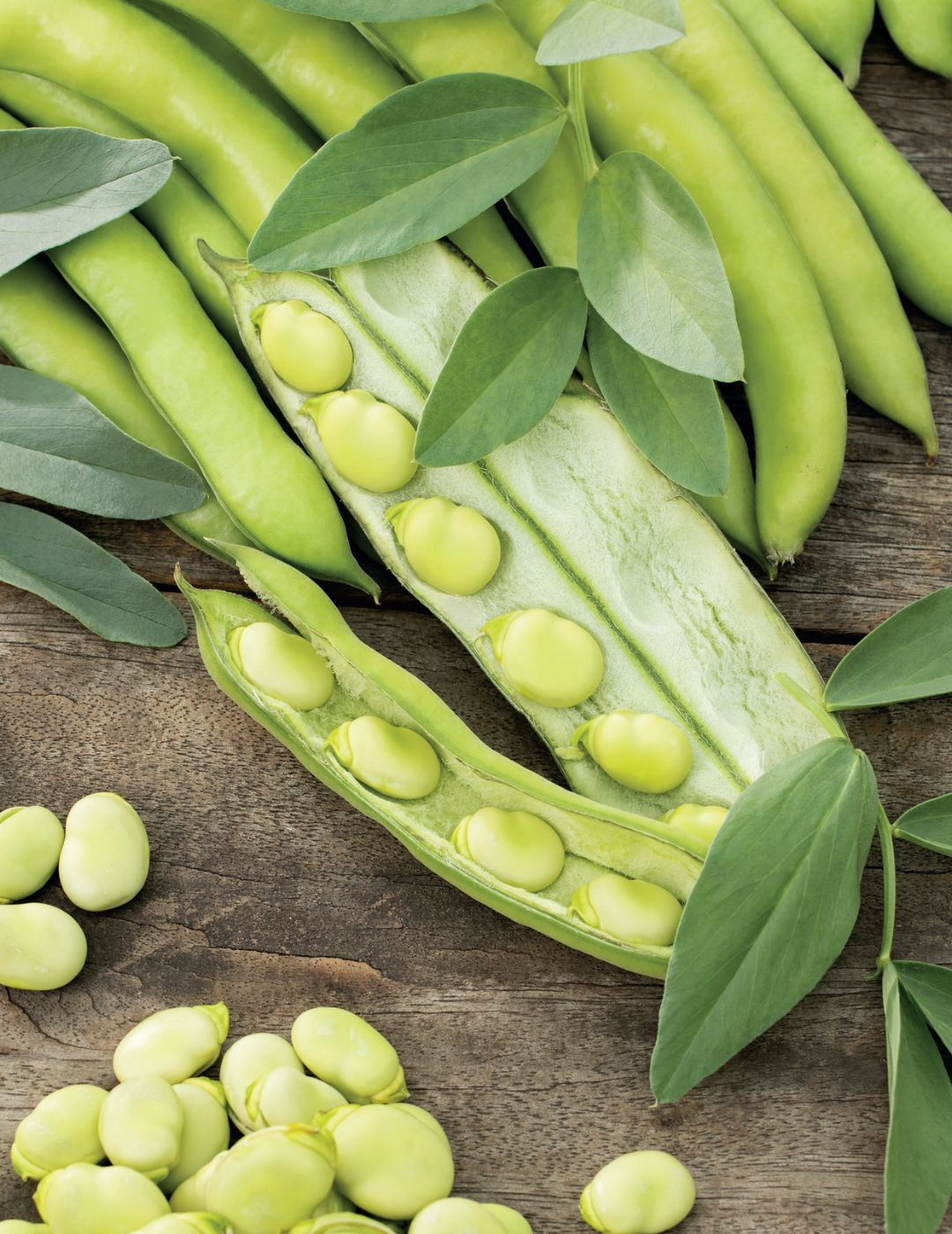 Broad Bean Early White Dwarf