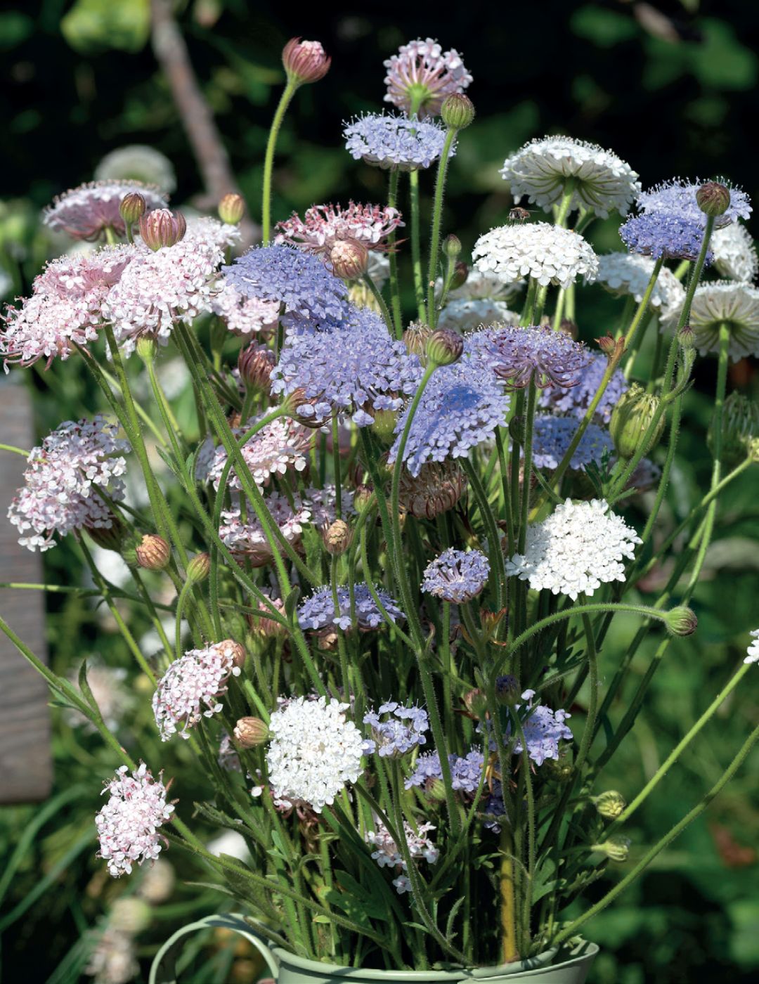 Didiscus Mix