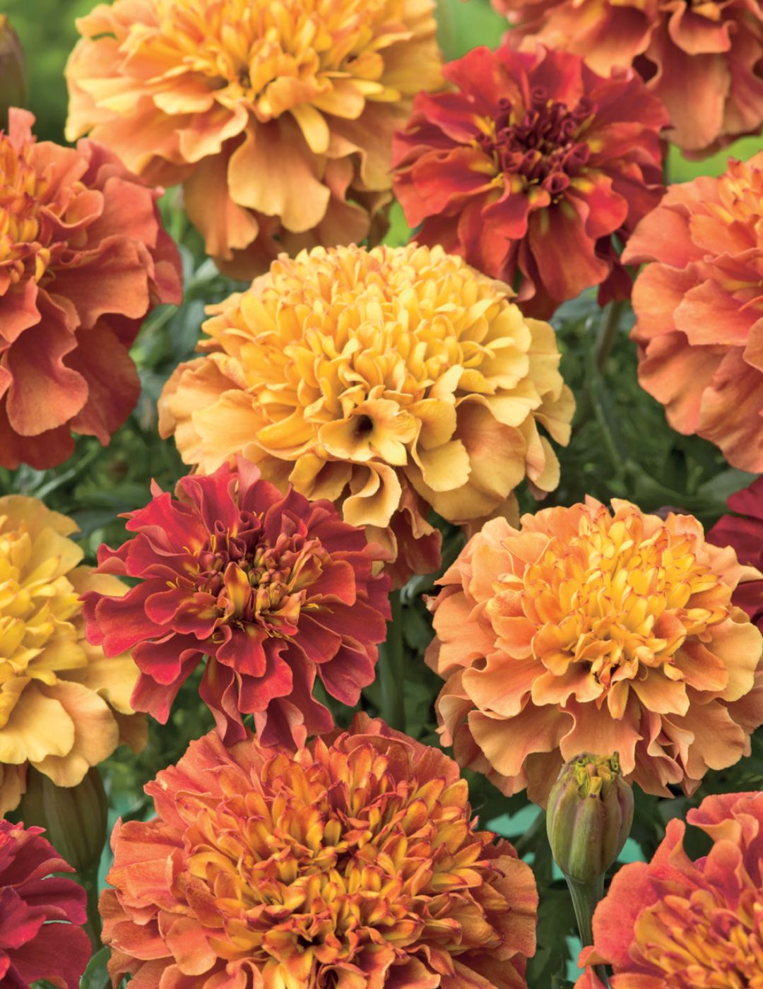 Marigold Strawberry Blonde