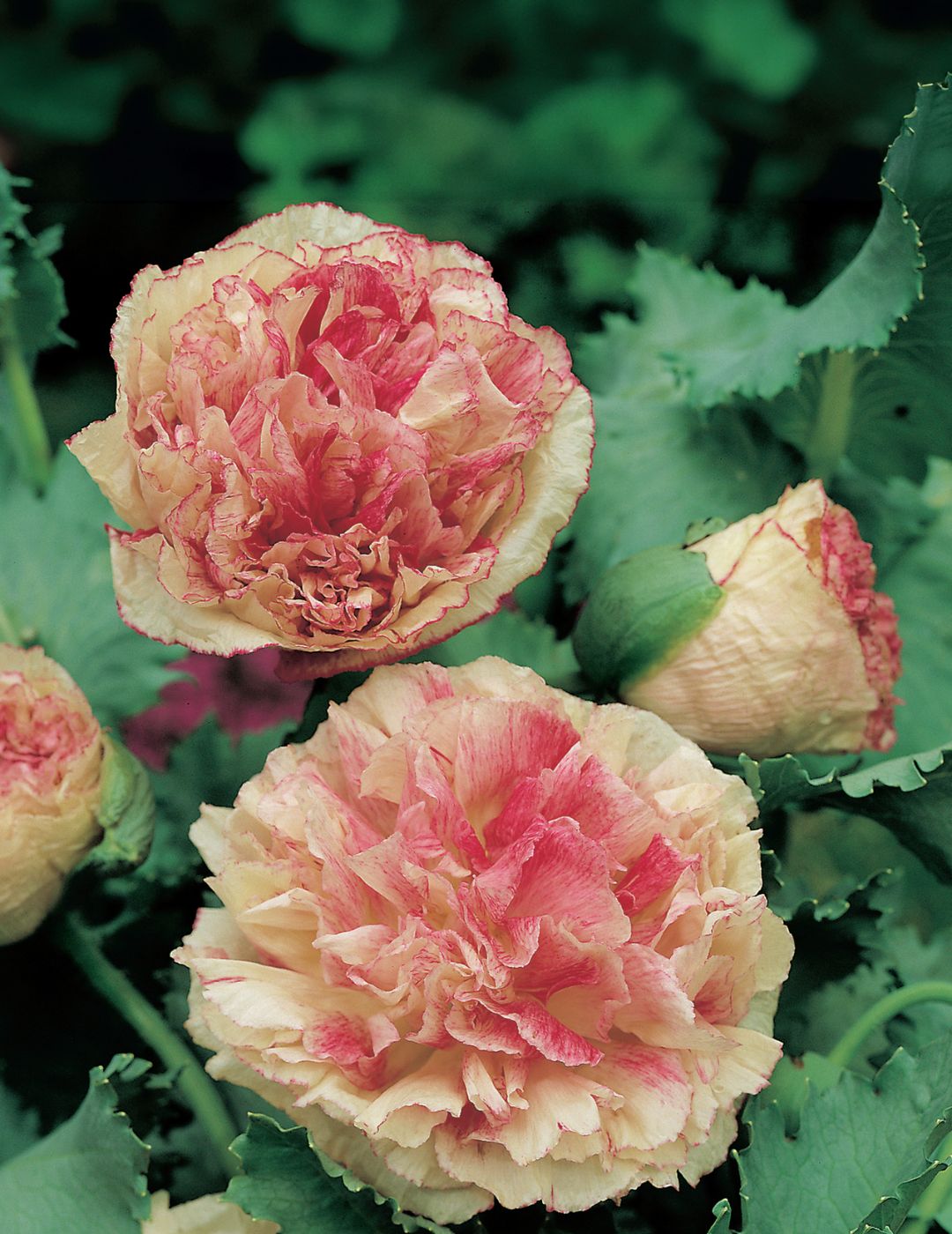 Poppy Paeony Flemish Antique