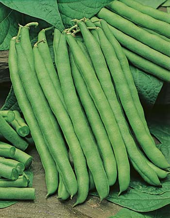 Bean, Climbing Cobra