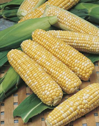 Sweet Corn Snow Gold Bicolour F1 VALUE PACK
