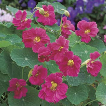 Nasturtium Jewel Cherry Rose