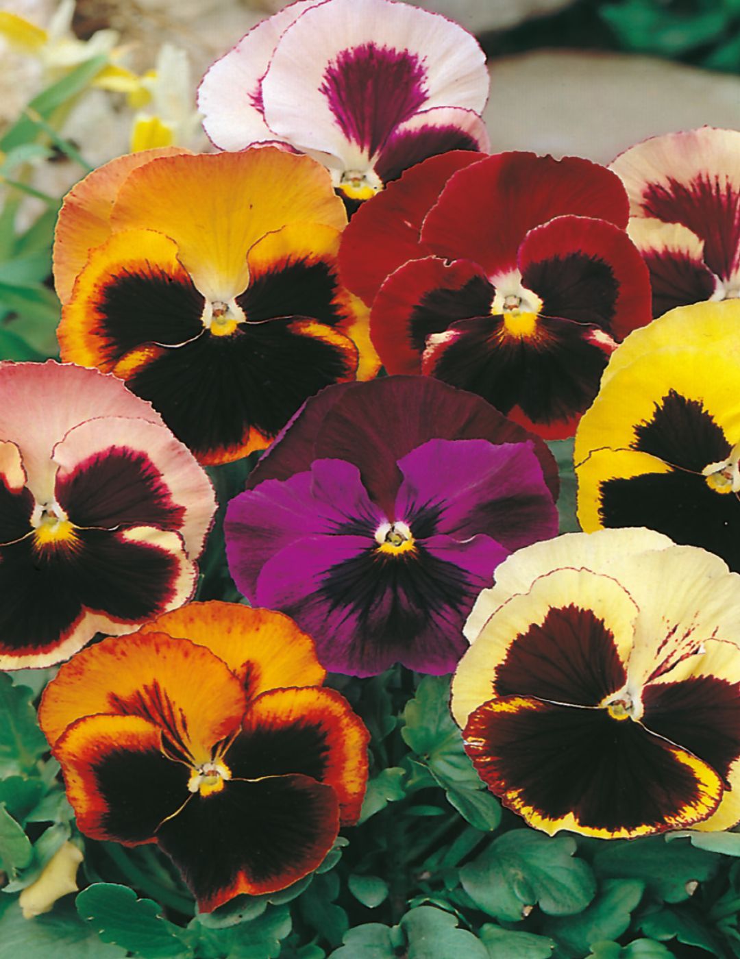 Pansy 'Swiss Giants Mixed' Seeds