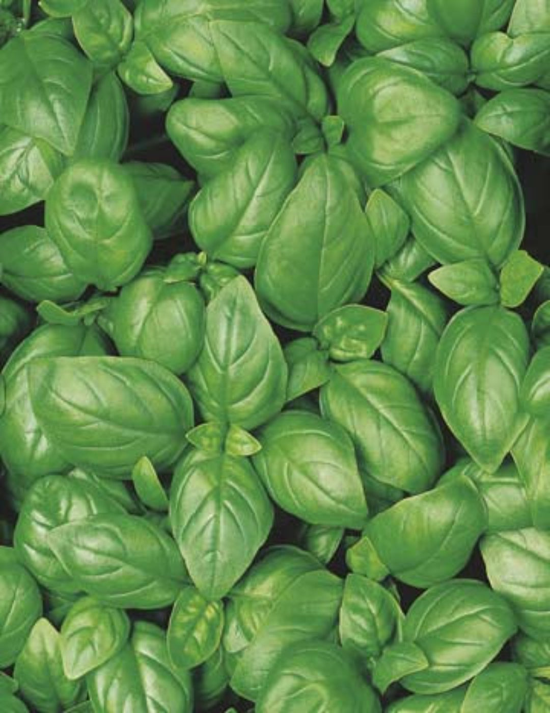Basil Sweet Genovese ORGANIC