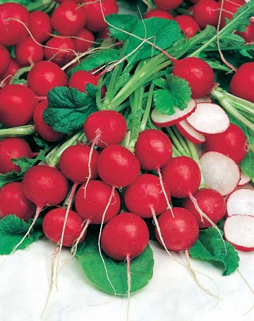 Radish Saxa 2 ORGANIC