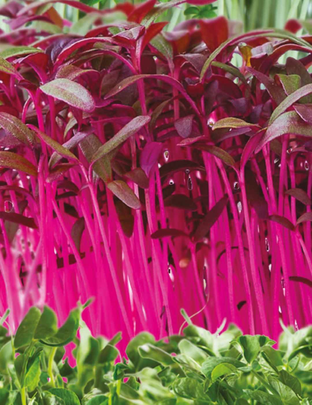Microgreens Flavours of Western Europe
