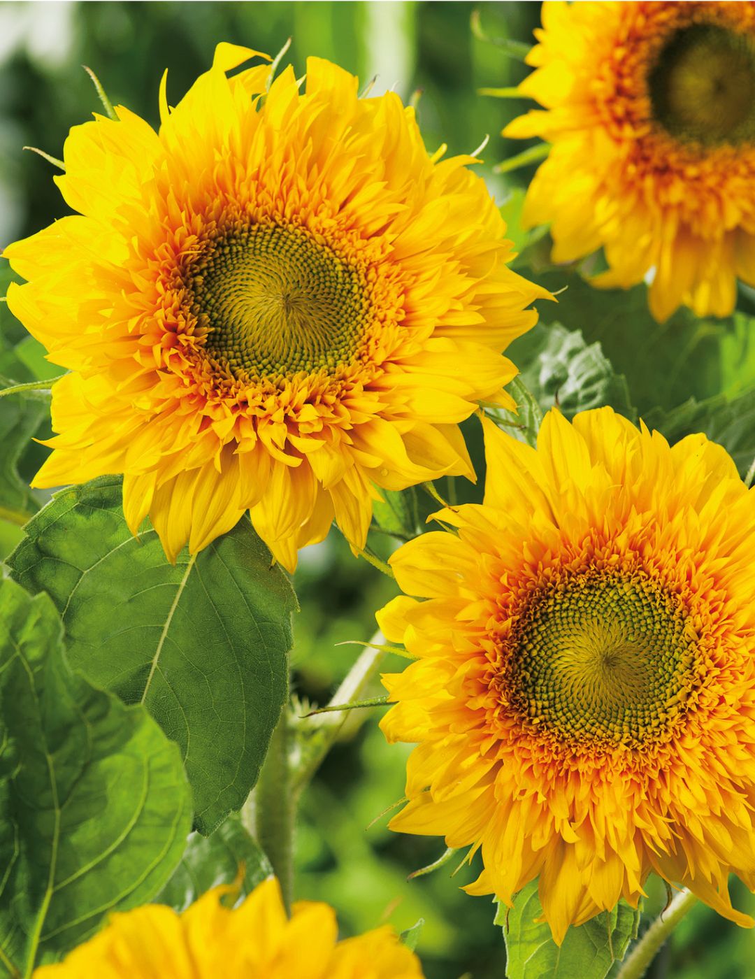Double Delight F1 Sunflower Seeds | Mr Fothergill's Seeds NZ