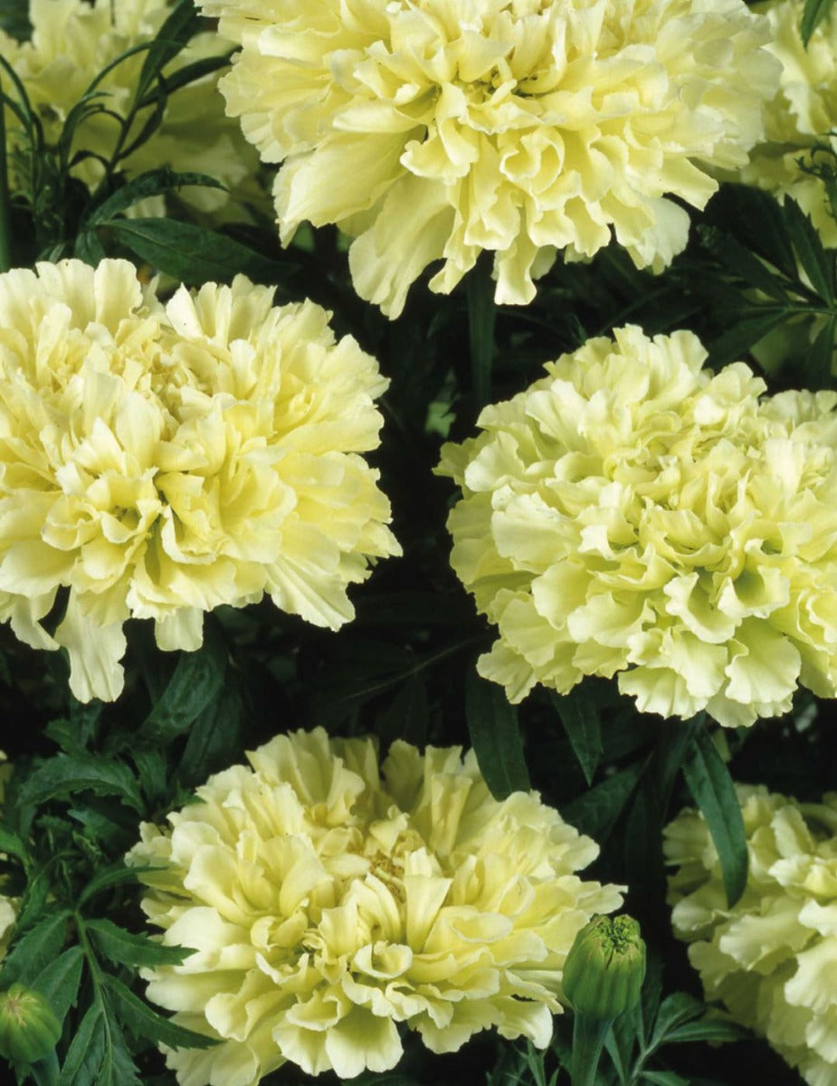 Marigold African Ivory