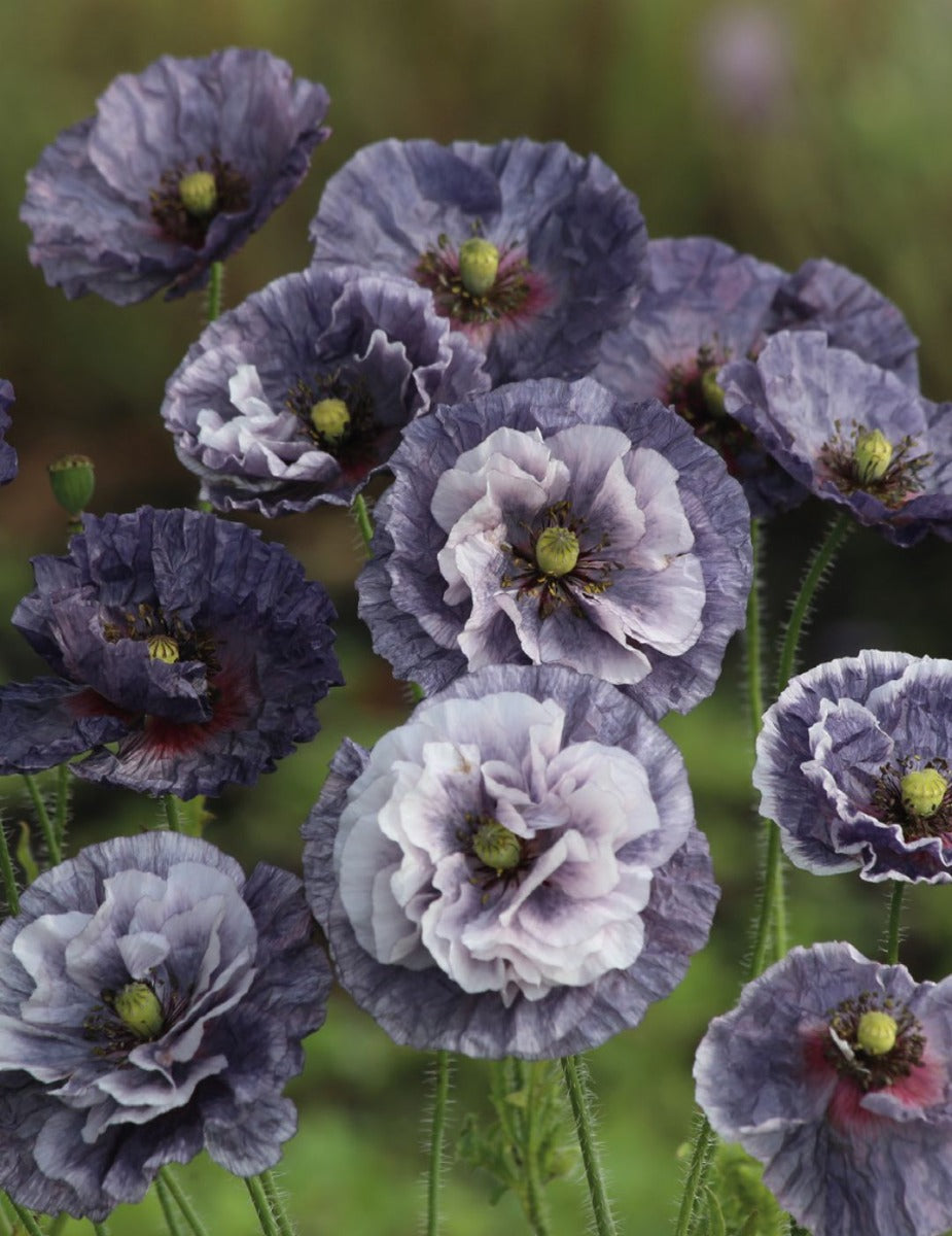 Poppy Amazing Grey