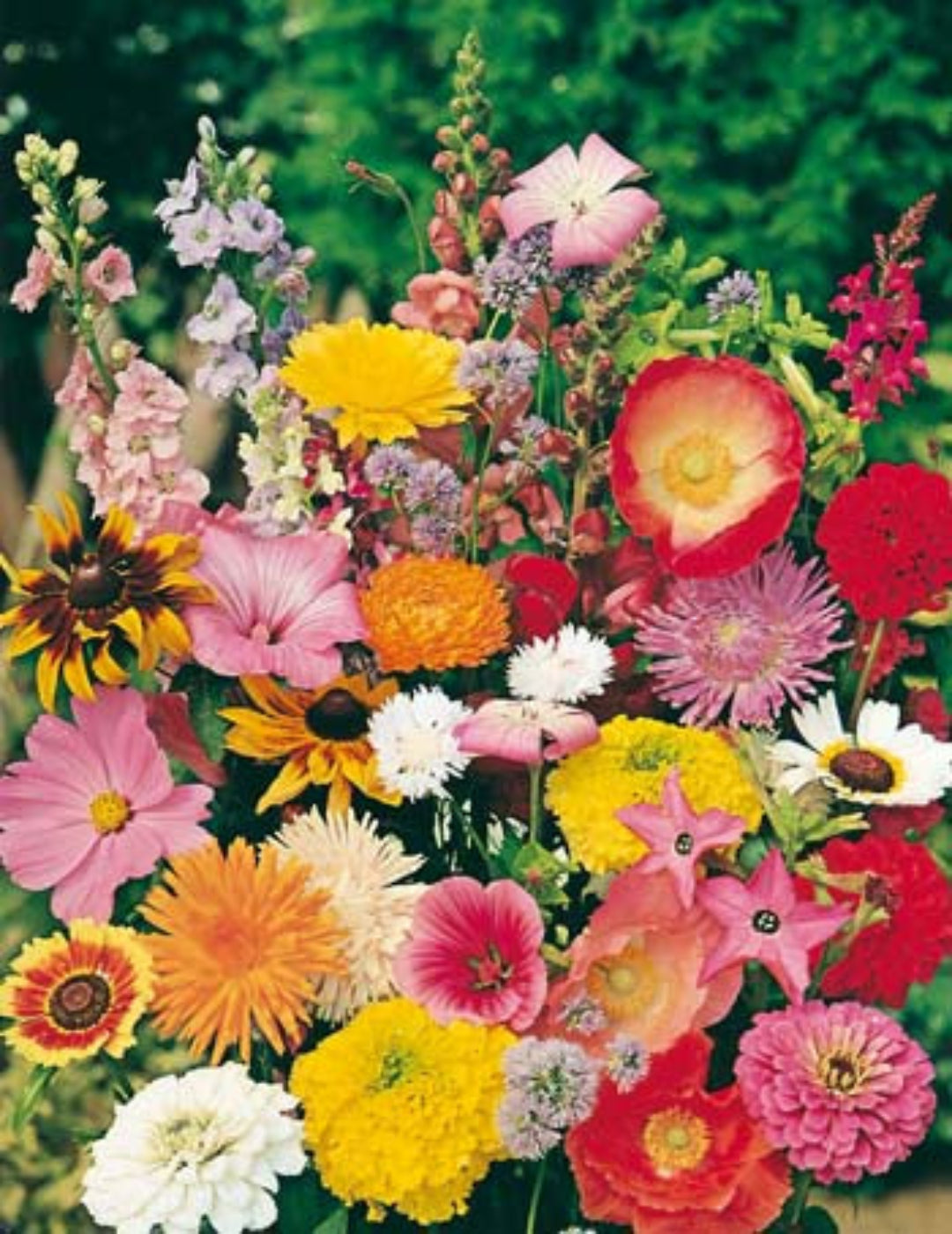 Cottage Garden Mix Seeds
