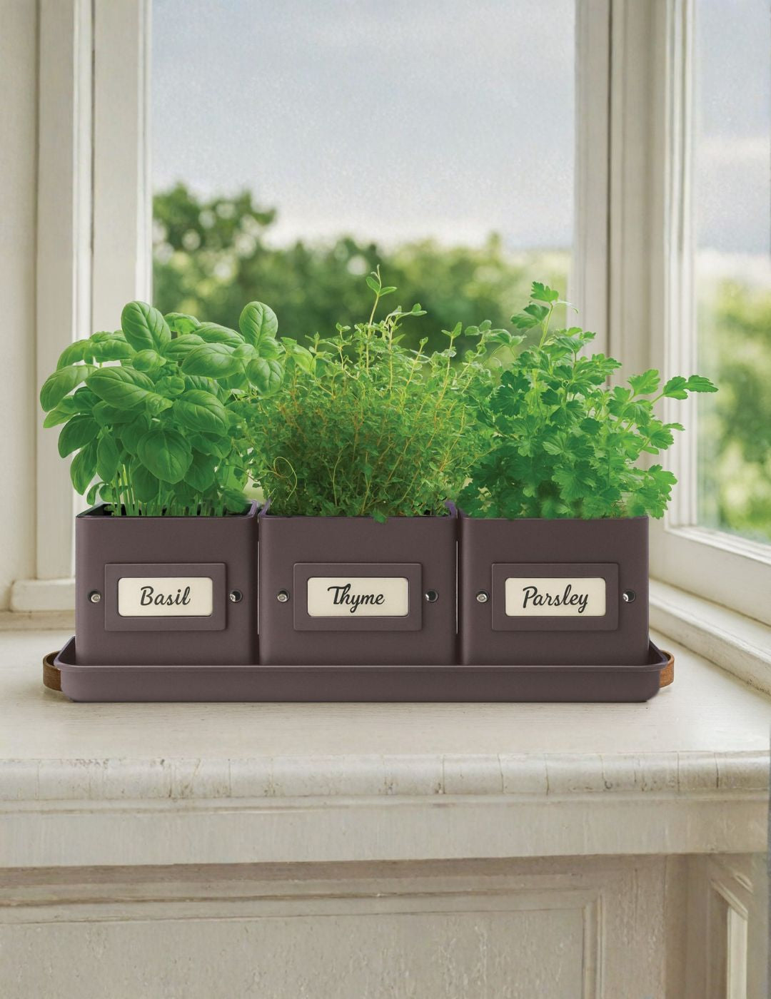 Kitchen Herb Grow Kit