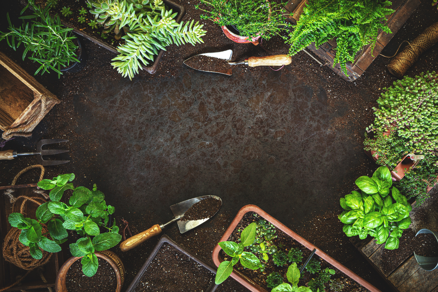 Homepage_Garden_advice_55940474-5d96-411d-8294-ebfaf86bbd42