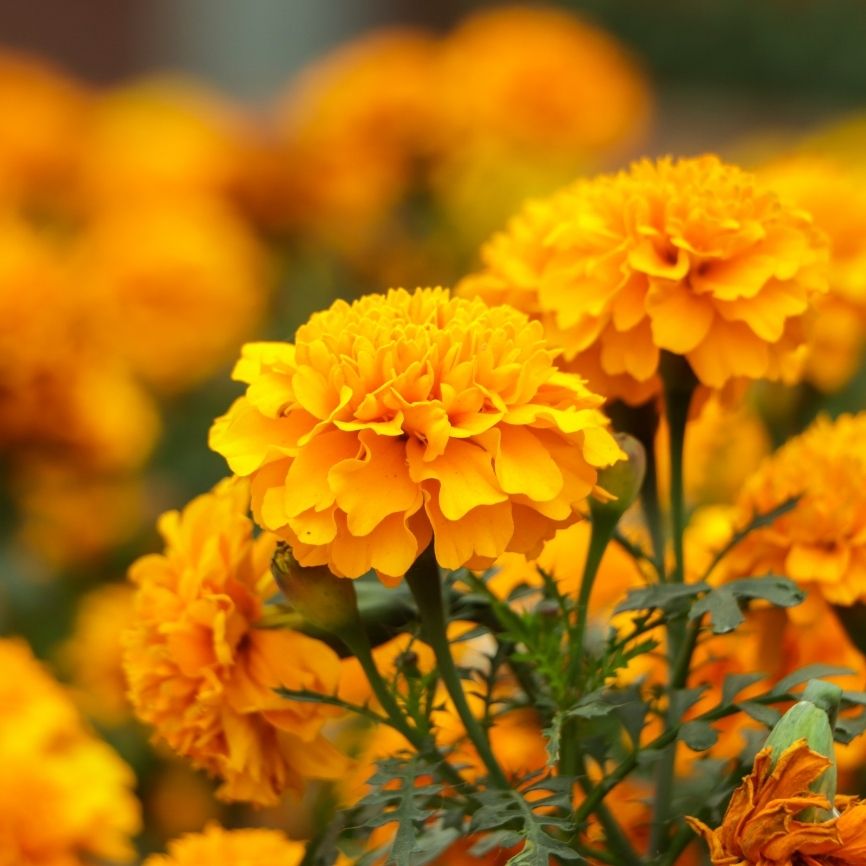 Untitled_design_20_e07b1c62-a5cb-4a39-8fc8-fbf7ed1556db