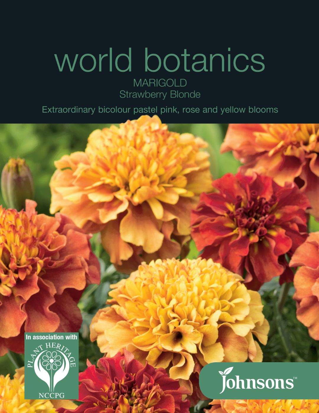 strawberry blonde marigold seeds Strawberry Blonde Marigold Seeds