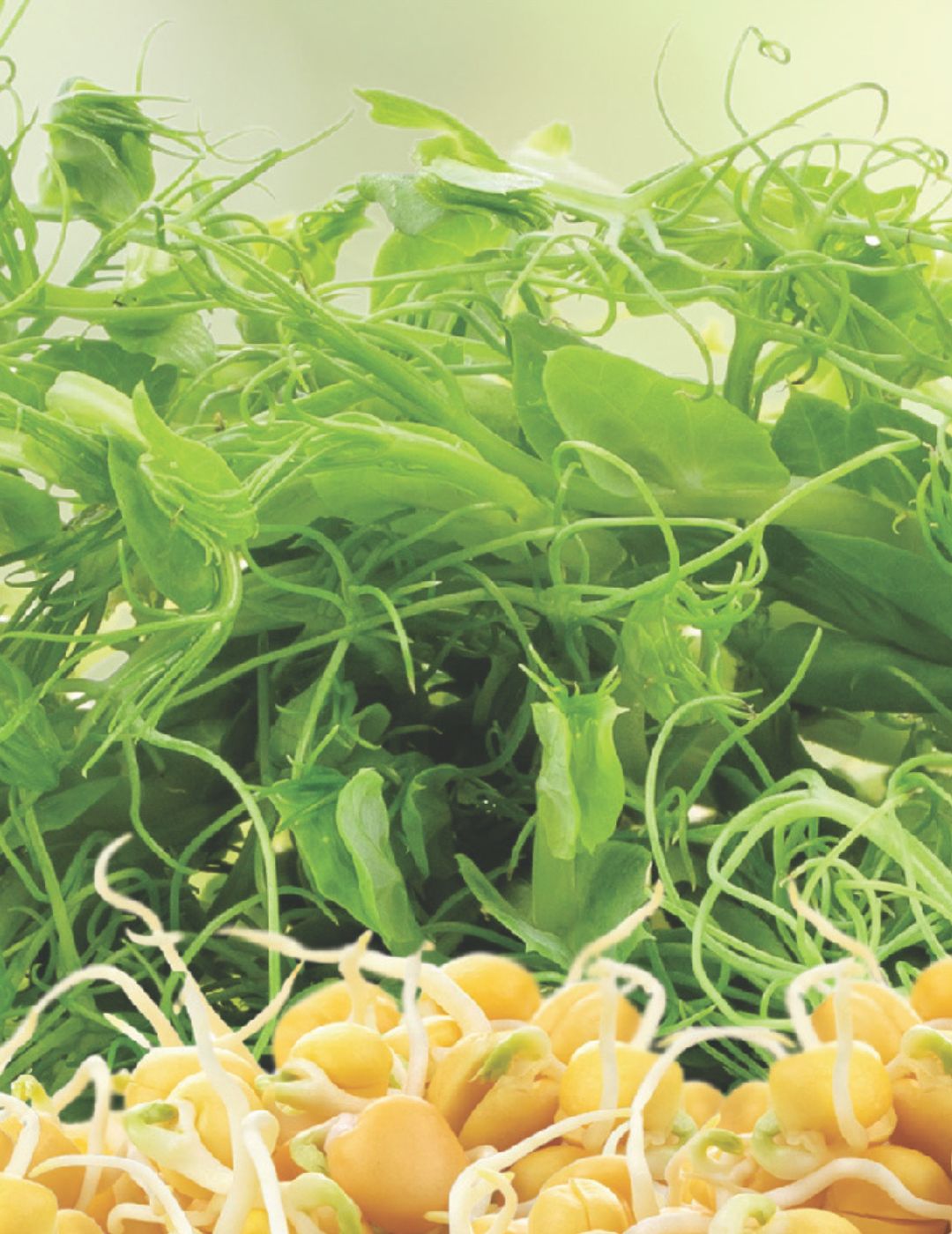 Sprouts Alive Snow Pea