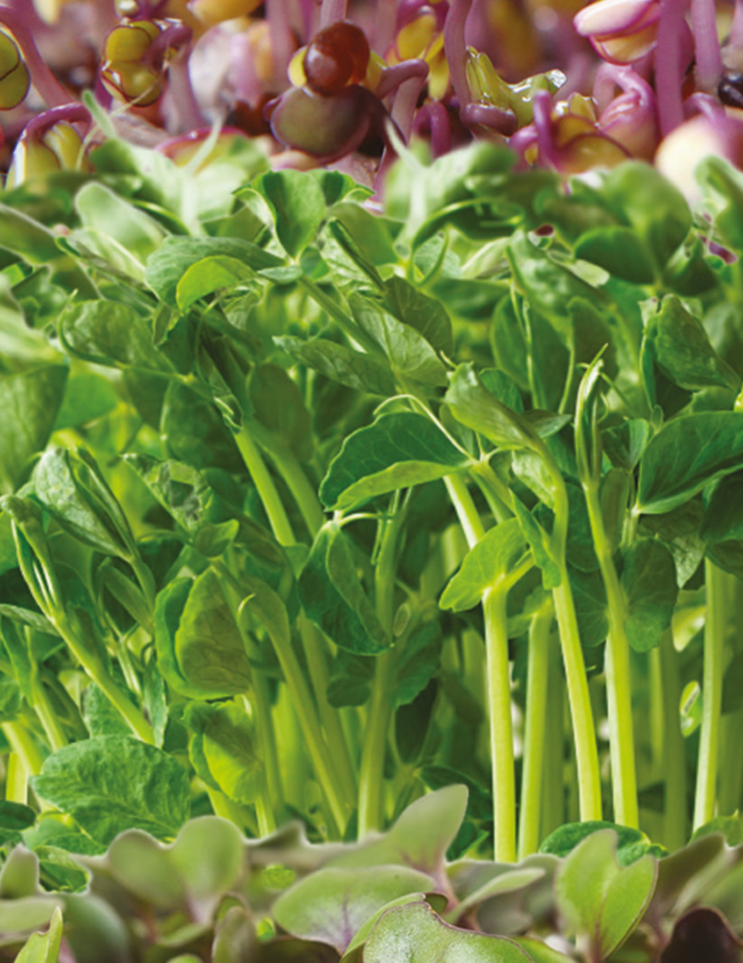 Microgreens Flavours of Eastern Europe