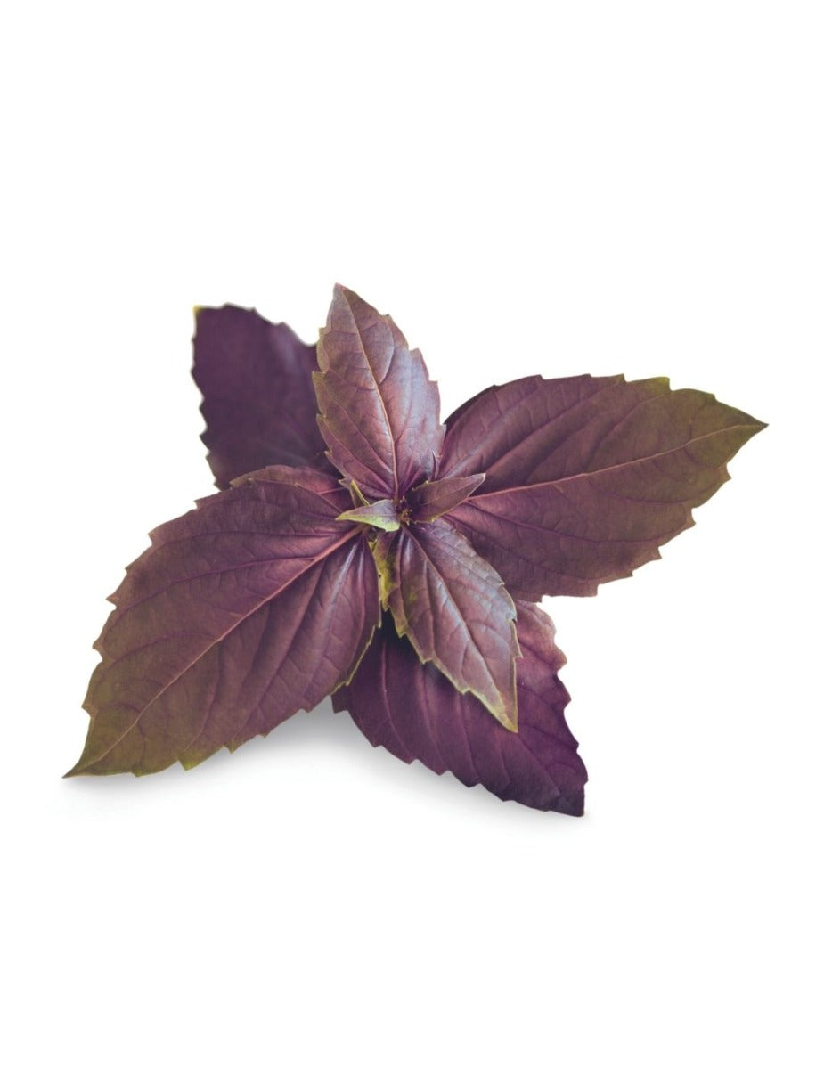 Véritable® Seed Lingot® - Basil Purple