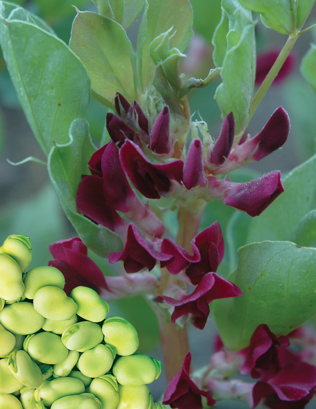 Broad Bean Hughey Crimson