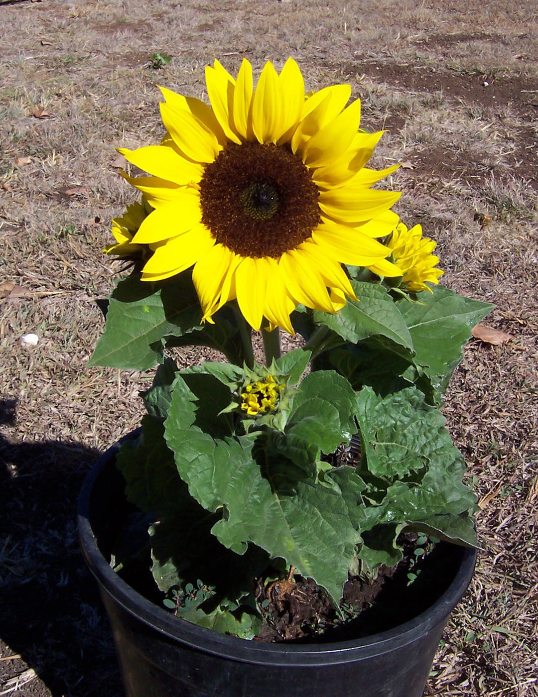 Sunflower Dwarf Eos Seeds