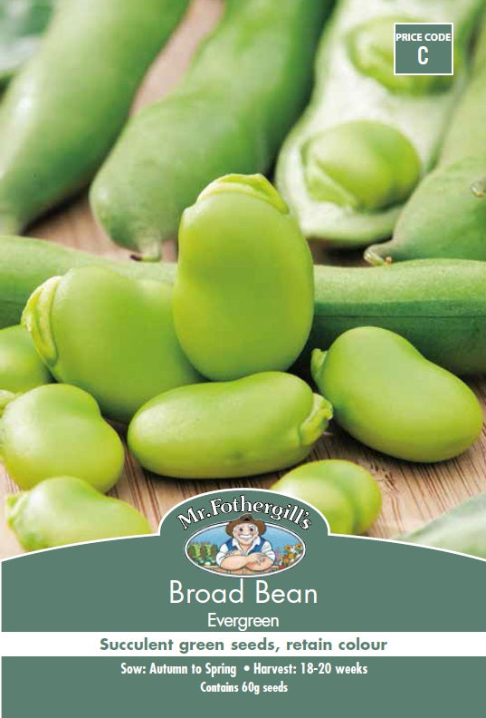 Broad Bean Evergreen