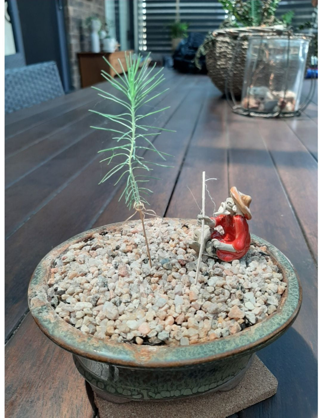 Bonsai Starter Kit - Pine
