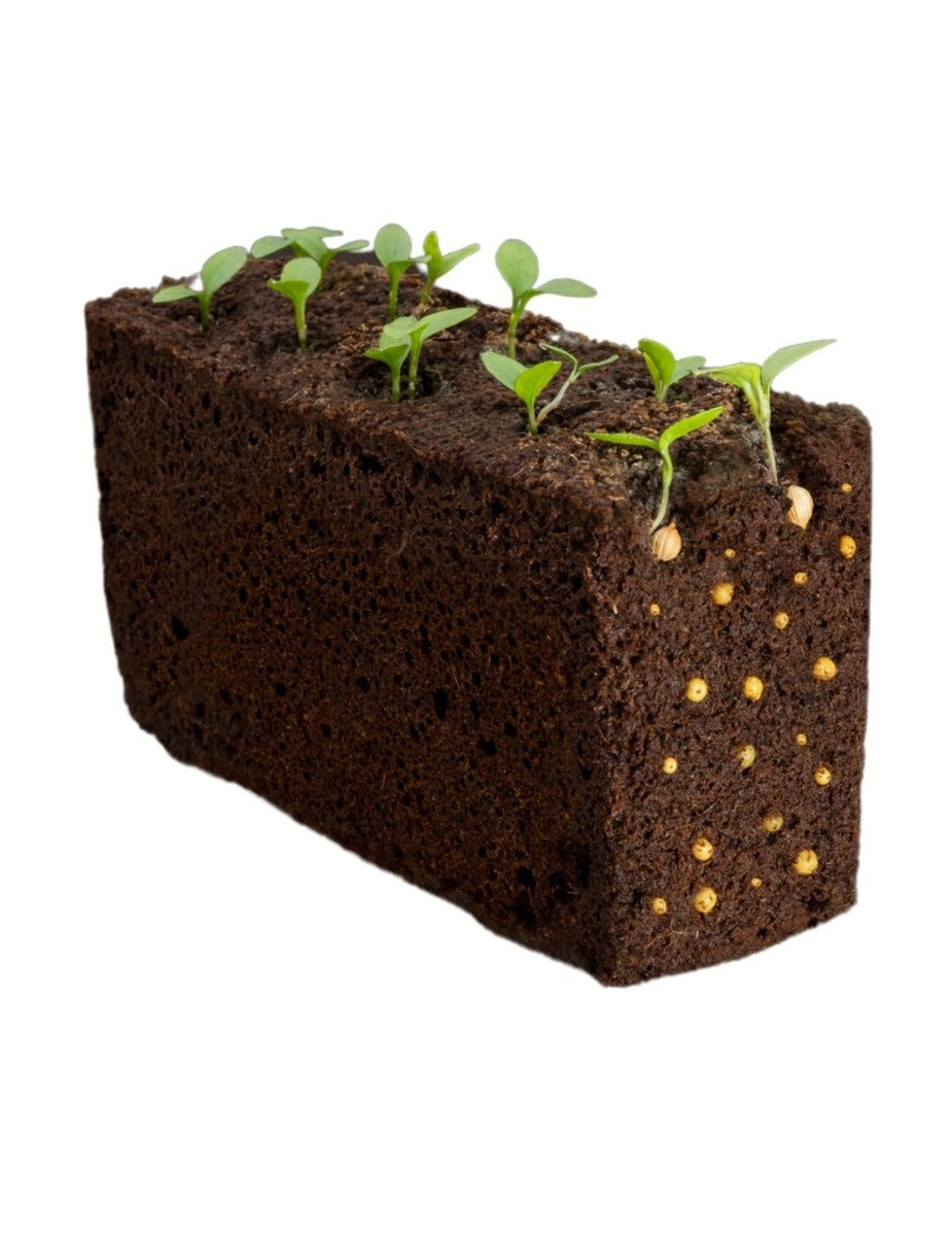 Véritable® Seed Lingot® - Oregano