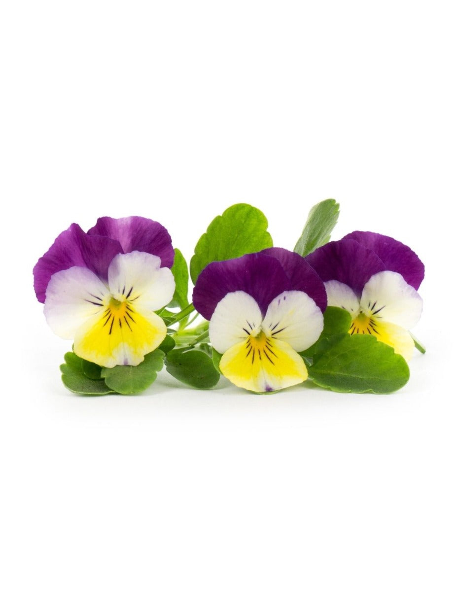 Véritable® Seed Lingot® - Pansy Yellow Jump