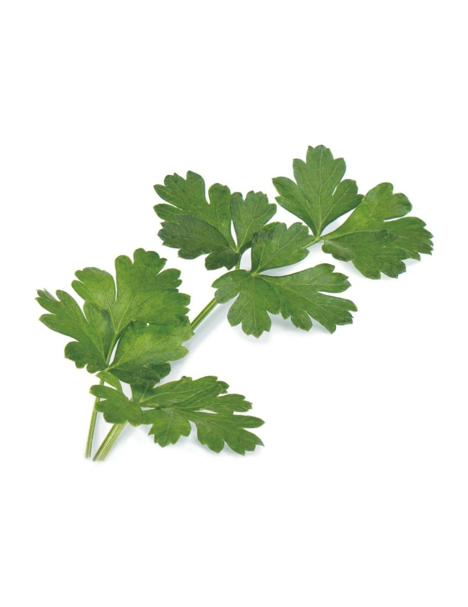 Véritable® Seed Lingot® - Parsley Italian Flat Leaf