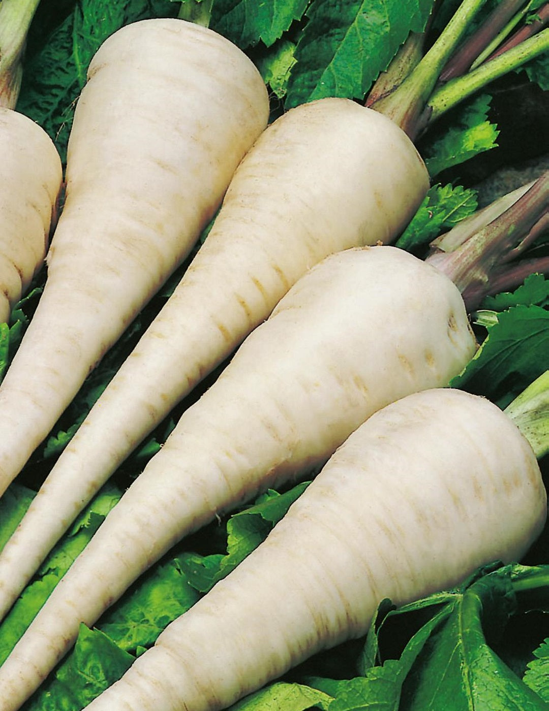Parsnip Supersnip