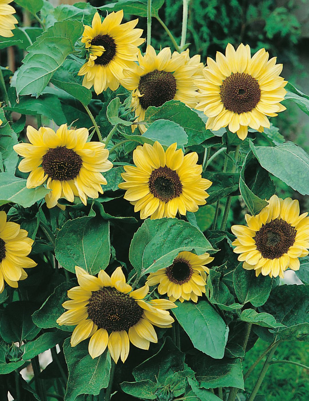 Sunflower Moonwalker