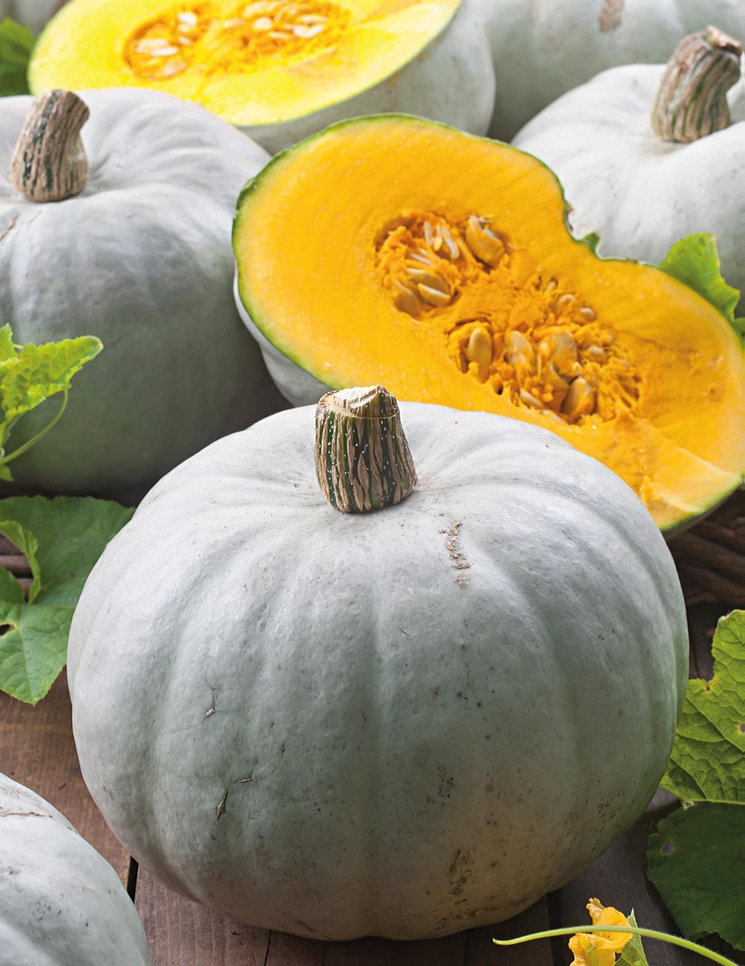 Pumpkin Whangaparoa Crown