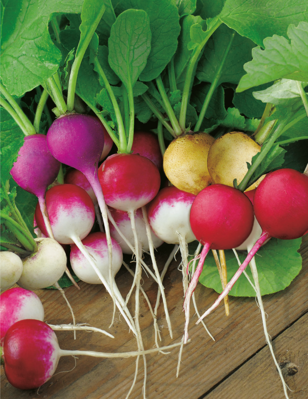 Radish Easter Egg Mix