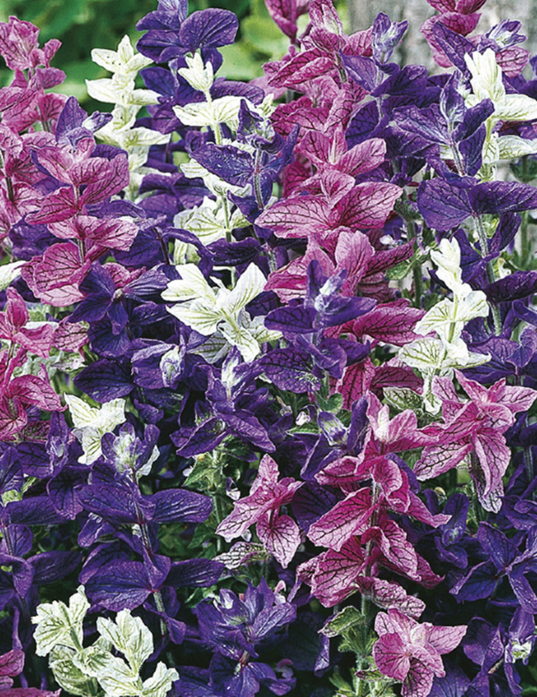 Salvia Tricolour Mix