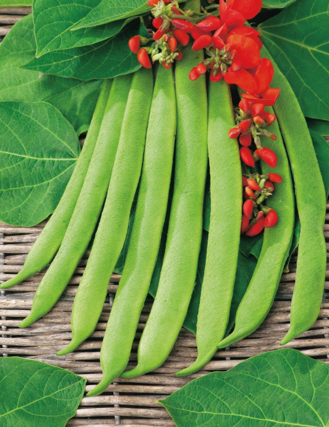 Runner Bean Scarlet Runner Stringless