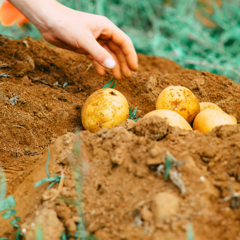 How to Rotate Garden Crops