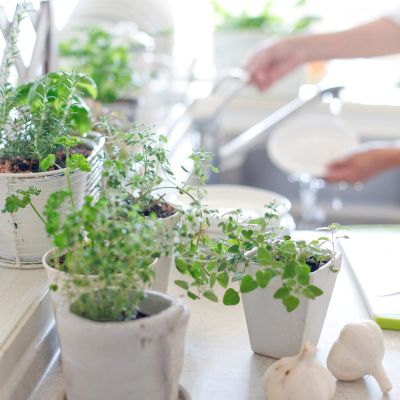How to Grow and Maintain a Culinary Herb Garden