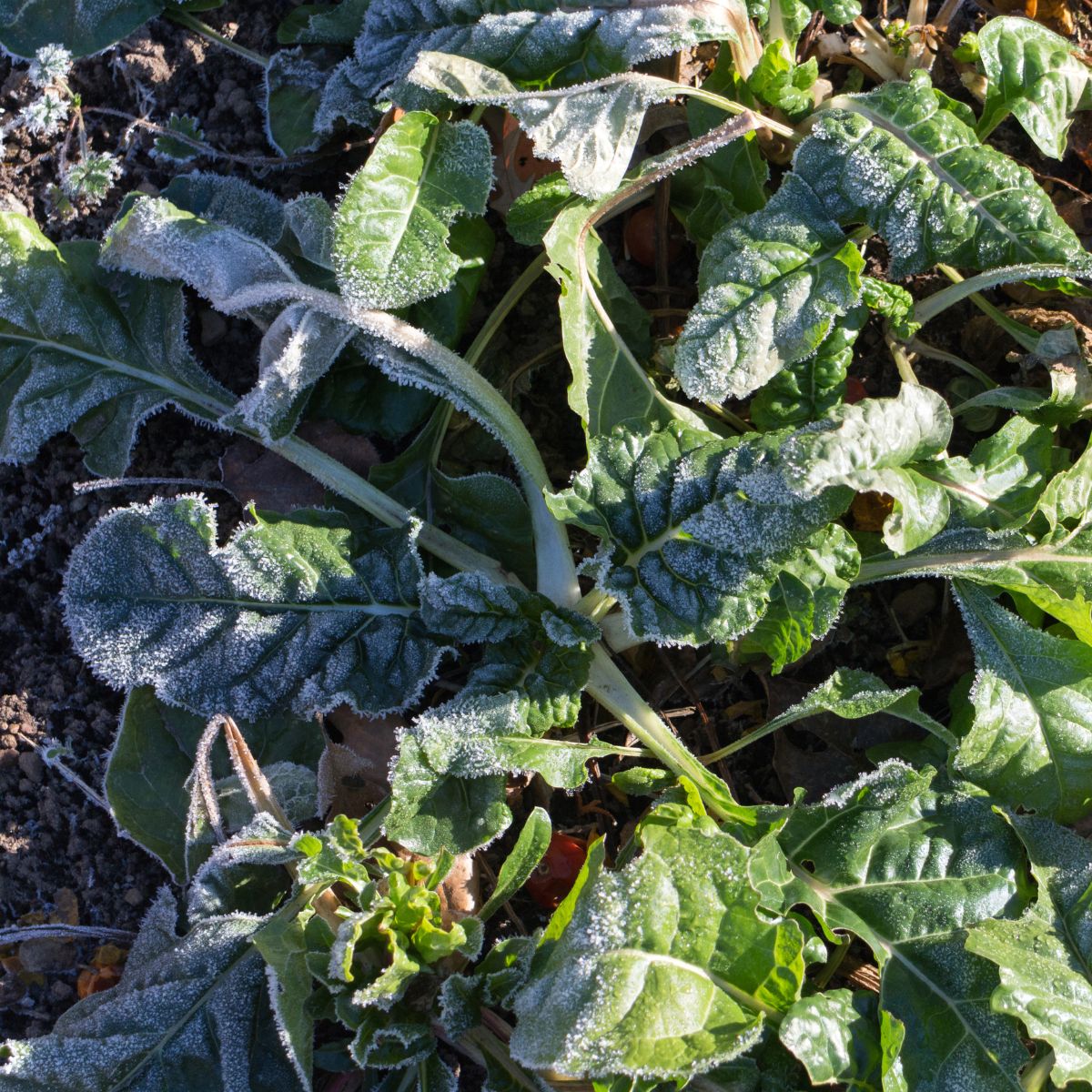 Winter’s Coming: The Smart Guide to Frost Protection