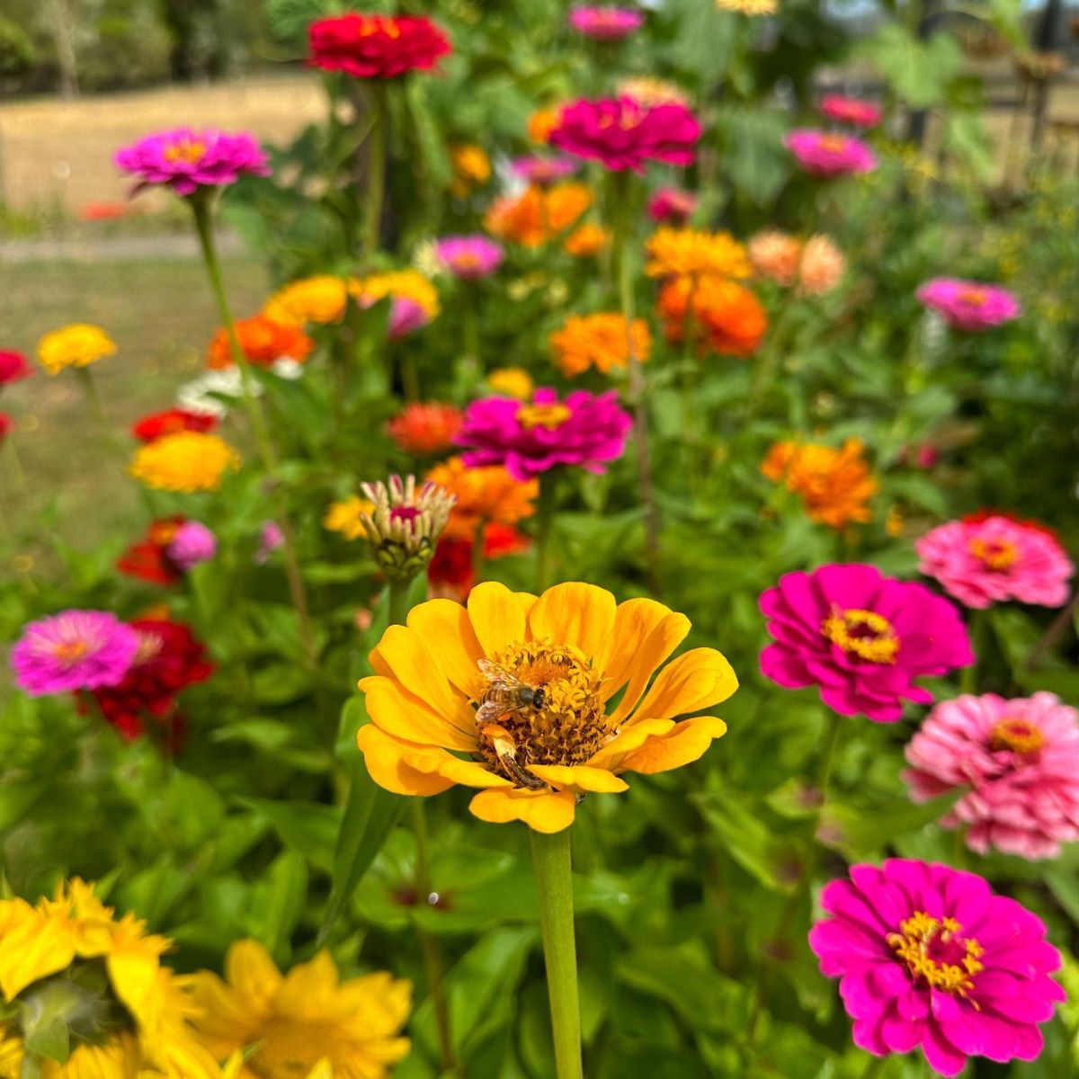 Why Zinnias Deserve A Spot In Every Aussie Garden