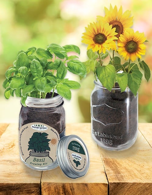 Mason Jar Grow Kits
